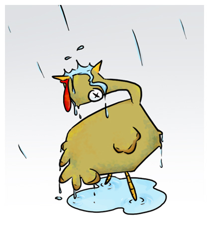 turkeys-can-drown-if-they-look-up-in-the-rain.jpg